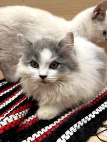 Non Standard Munchkin British Long Hair