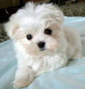 G5928 Doll-like Maltese Cute Long Hair Puppy Baby