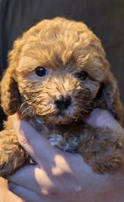 Poodle