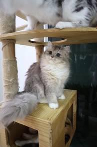 British longhair blue golden female
