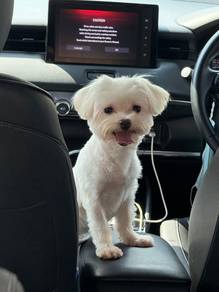 Stud service - Pure Maltese