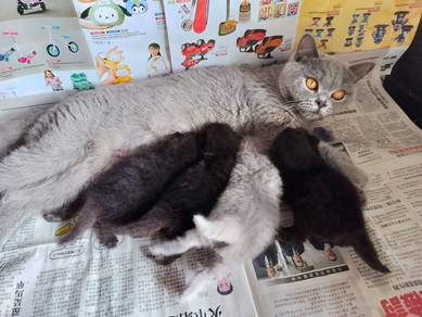 TOPs BSH Munchkin British Shorthair cat kucing