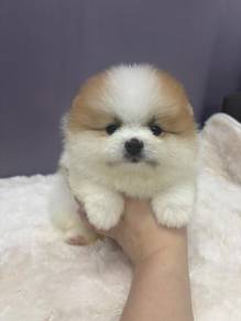 QWW555 Tiny Pomeranian white + orange haired