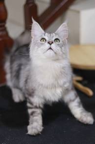 Maincoon