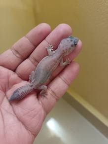 Fat tailed gecko