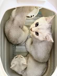 Rehome 3 month kitten silver shaded BSH