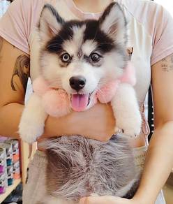 Husky