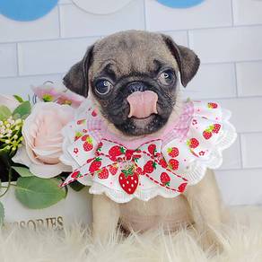 Pug