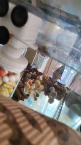 Fish with Fish Tank
