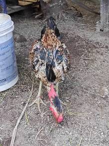 Ayam baka baik ganoi