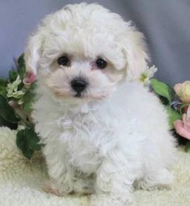 B6584 Mesmerizing Poochon Cute Round Head Sweet Pu