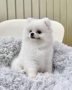 G5305 Adored Pomeranian Cute Sweet Face Puppy Pupp