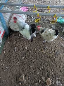 ayam light sussex (LS)