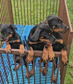 Rottweiler