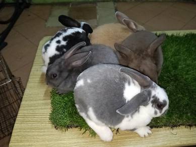 minirex 