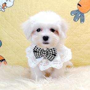Maltese