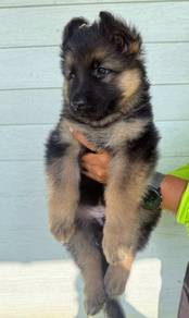 GERMAN SHEPHERD PUPPIES F138 🐻 Good structure