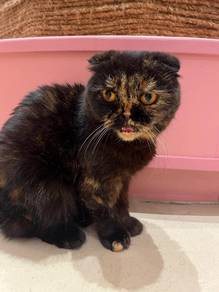Scottish Fold Cat 😺