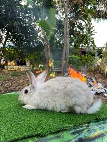 Arnab Rabbit Induk Betina Muda