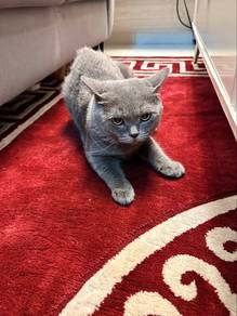 BSH for rehome😻