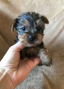 Button-nosed Silkese Soft Coat Companion Puppy Dog