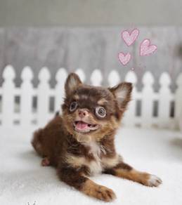 CHIHUAHUA PUPPIES 241 🌷Head Apple Cute Dog Boy