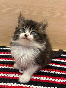 Persian x Mainecoon