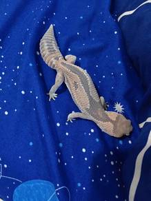 african fat tail 