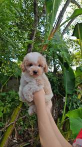 toy poodle male