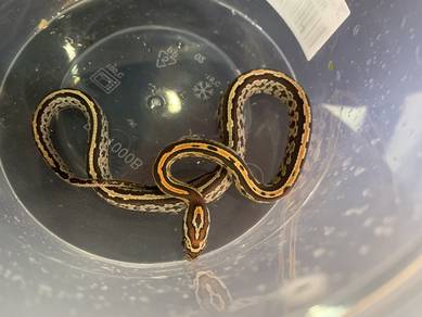 Corn Snake - Tessera Het Amel