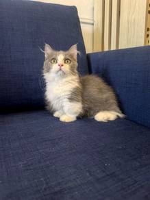 Munchkin supershort Kitten