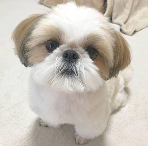 G2059 Chubby Shih Tzu Cute Round Head Little Puppy