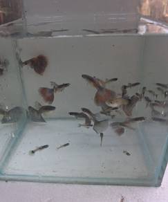 guppy mix dragon