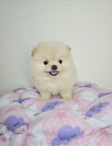 Cream Tiny Pomeranian no4Male