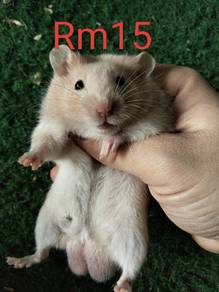 hamster Syrian 