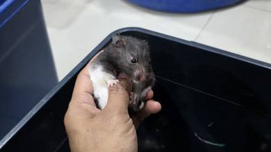 Girl Hamster 4 month
