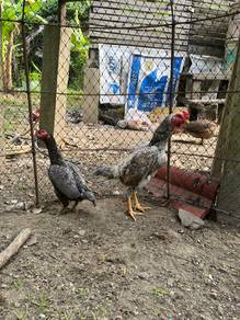 Ayam Koshamo