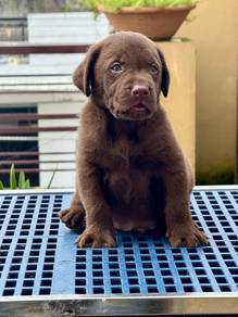 Labrador retriever 