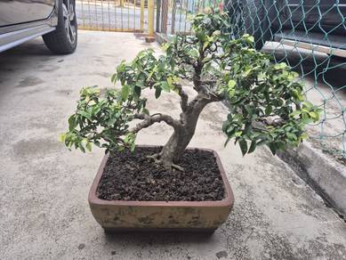 Bonsai Jeliti / Santalia / Anting Putri B