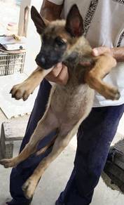 Belgium Shepherd puppy sandakan