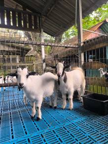 Pygmy Goat 