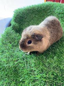 guinea pig quality breed