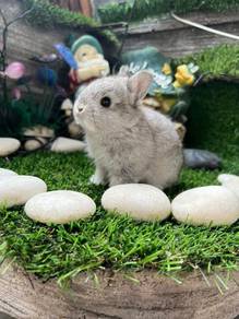Netherlands Dwarf