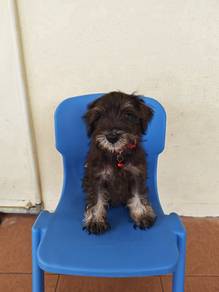 Pure Mini Schnauzer Male Puppy 2108E