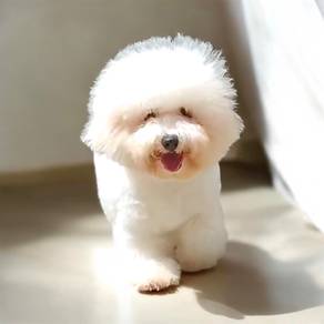 Bichon male good quality