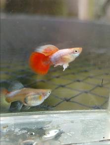 ikan guppy santa gold sb 