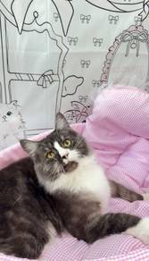 MC Maine Coon Mix Ragdoll
