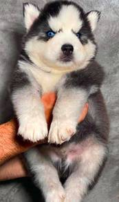 SIBERIAN HUSK PUPPIES 🌻 Boy~Girl Sb127
