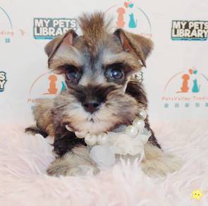 Schnauzer