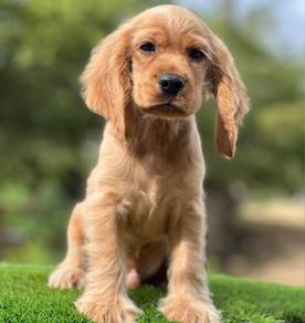 Cocker's Spaniel 012